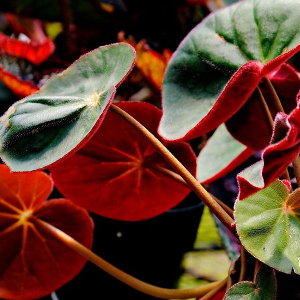 植物與室內空氣質素的關係